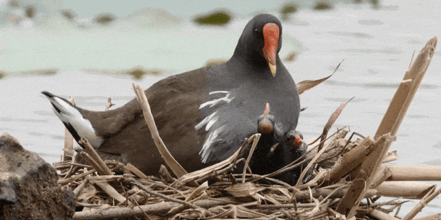 640?wx_fmt=gif&from=appmsg ͼƬ