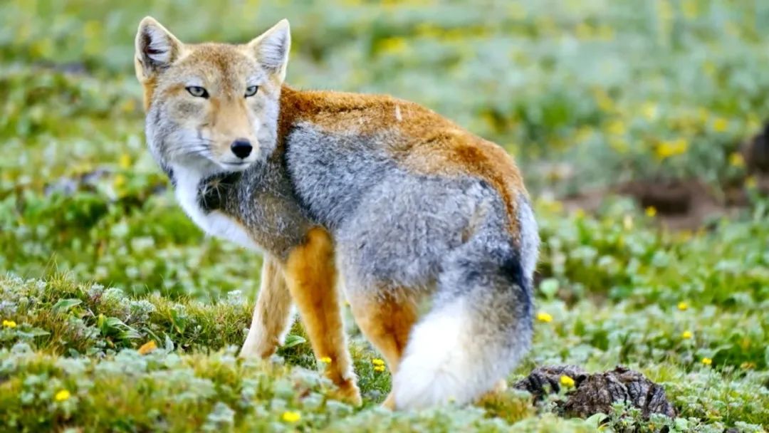 640?wx_fmt=jpeg ͼƬ